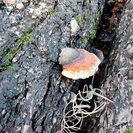 Hochwald Balkon Appartamento Bad Sachsa