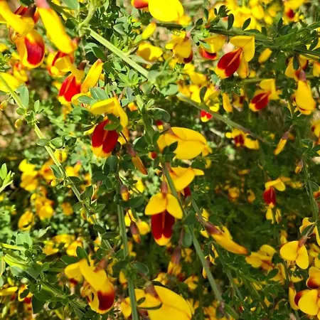 Hochwald Balkon Appartamento *