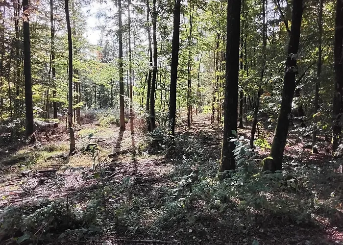 Hochwald Balkon 公寓 巴特萨克萨