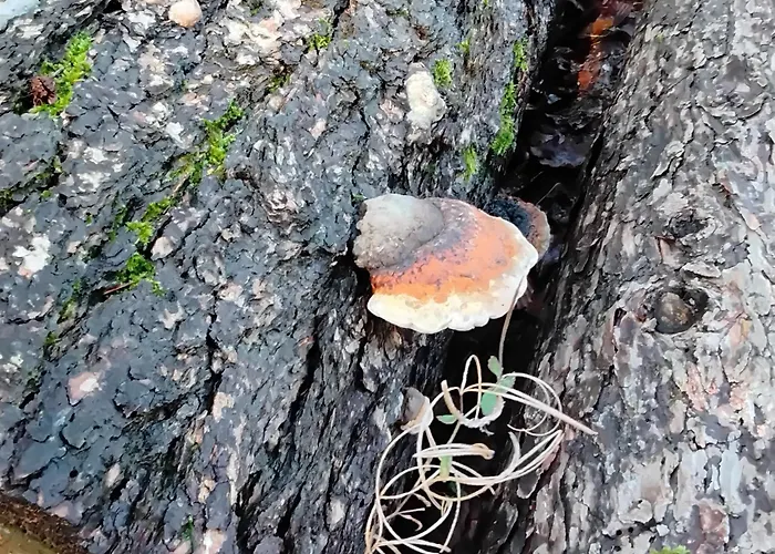 Hochwald Balkon 公寓 巴特萨克萨