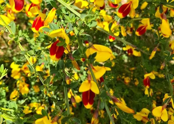 Hochwald Balkon 公寓 *